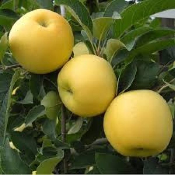 Pommier Golden Reinders – Image 1