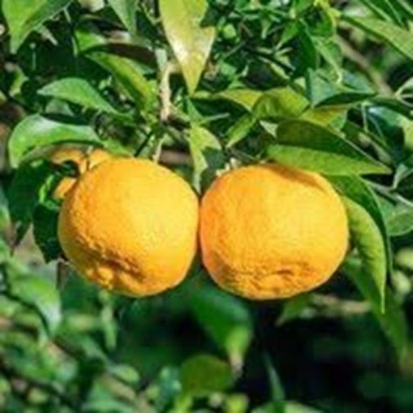 Yuzu – Image 1