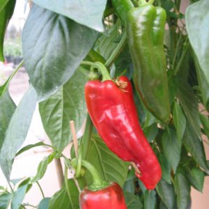 ITALIEN ROUGE DE SEMIS