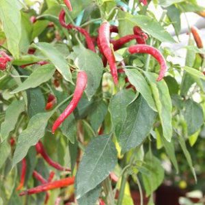 CHILI ROUGE