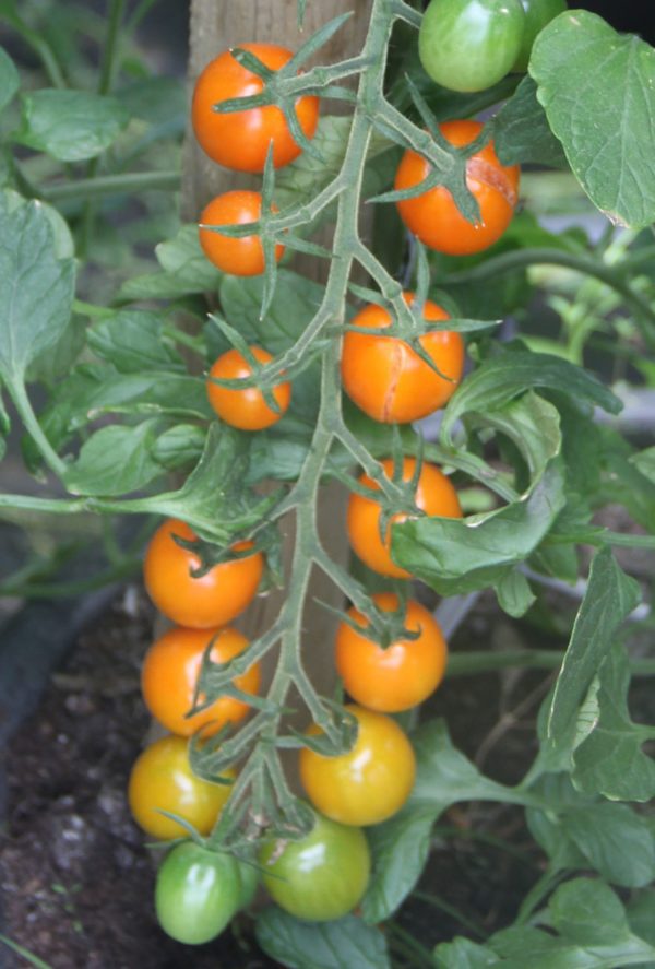 COCKTAIL ORANGE – Image 1