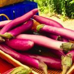 purple and green chili peppers