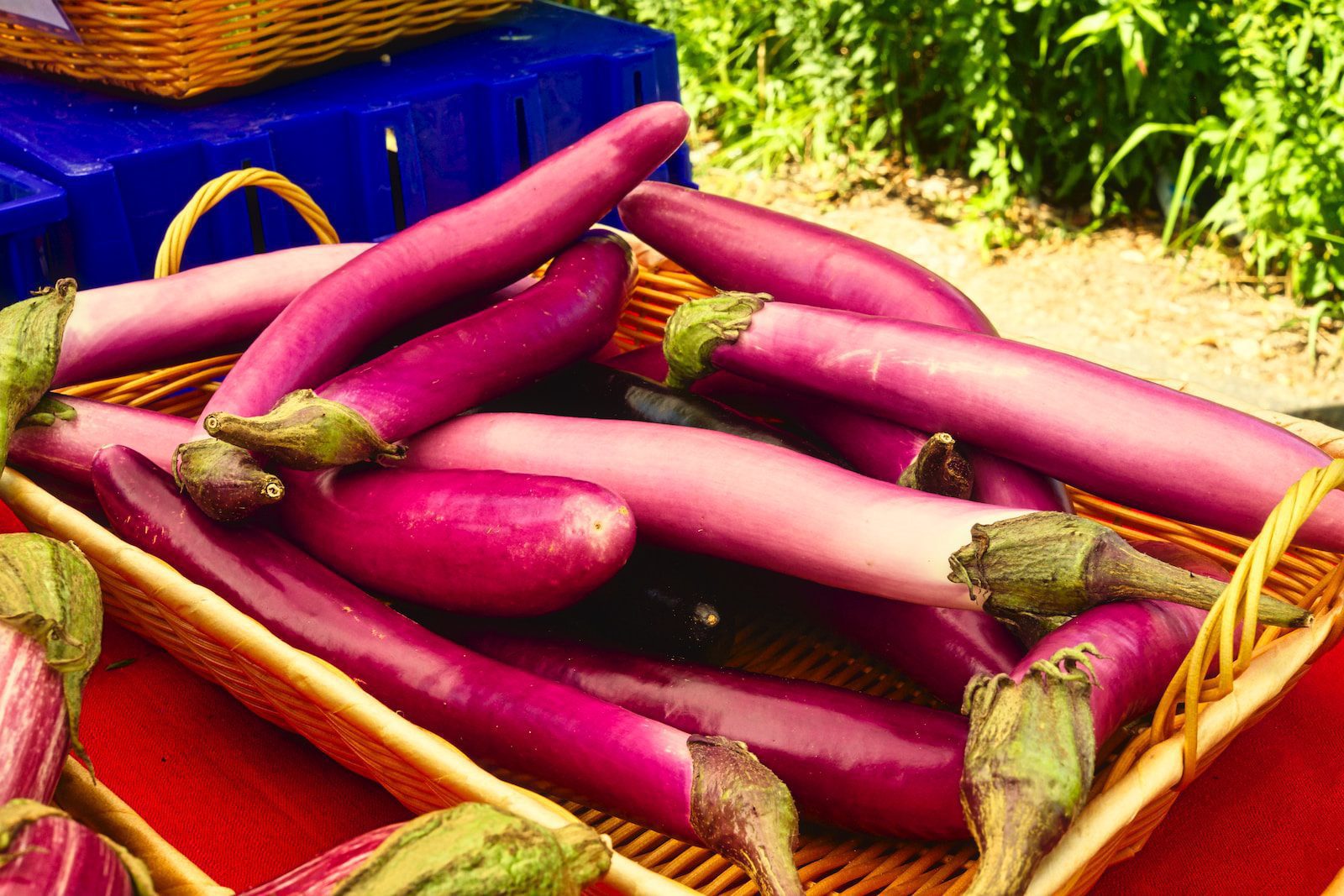 purple and green chili peppers