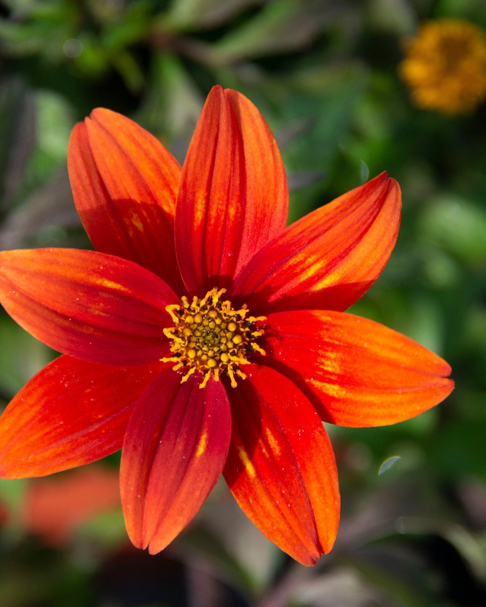 agrumes-roduit-plants