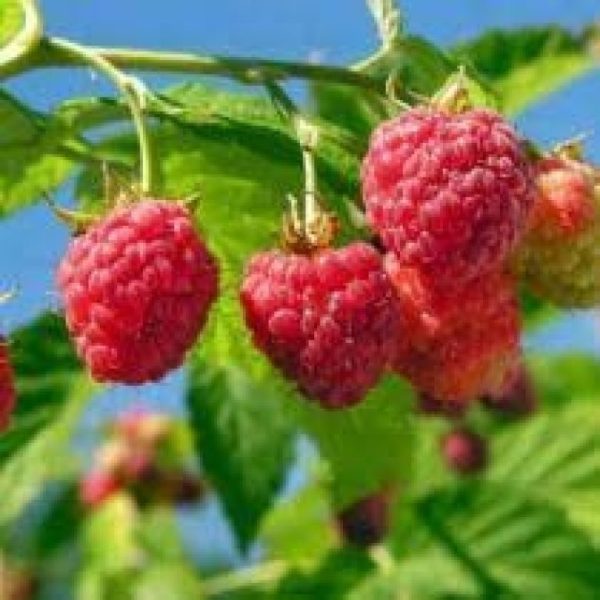 Framboisier Rubyfall – Image 1