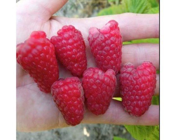 Petits Fruits Framboisier 'Raspberry Shortcake