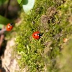 a couple of ladybugs sitting on a moss covered wall