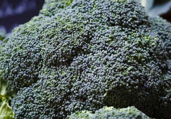 BROCOLI – Image 1