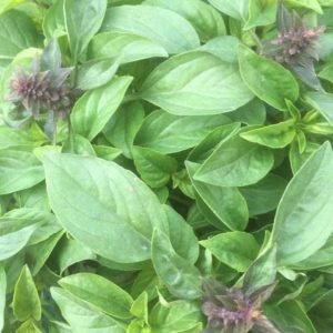 BASILIC FLECHE VIOLETTE BIO