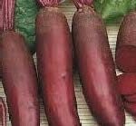 BETTERAVE ROUGE ALLONGEE BIO