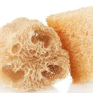 CONCOMBRE LUFFA DE SEMIS BIO