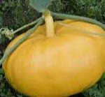 COURGE JAUNE BIO