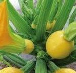 COURGETTE JAUNE RONDE