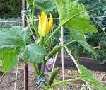 COURGETTE GRIMPANTE VERTE