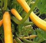 COURGETTE GRIMPANTE JAUNE BIO