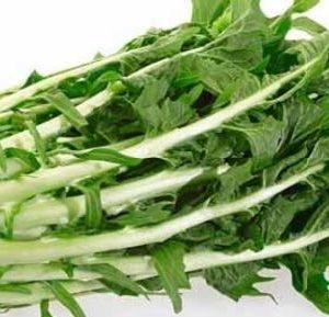 CHICOREE CATALOGNA BIO