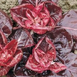 CHICOREE GRUMOLO ROUGE BIO
