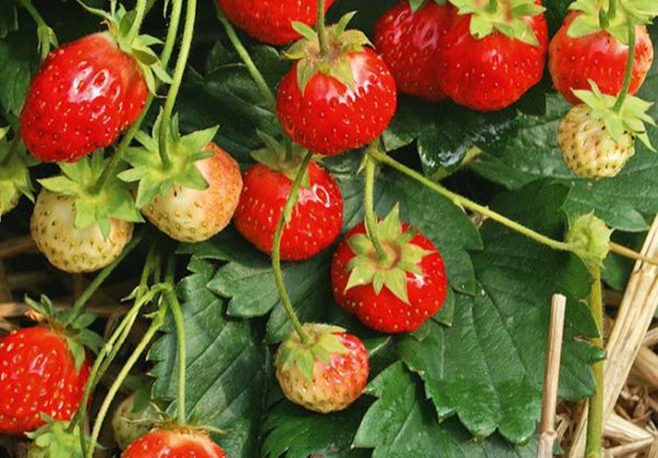 FRAISE FLORIKA – Image 1
