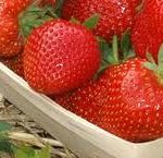 FRAISE PETRINO FRUGODI