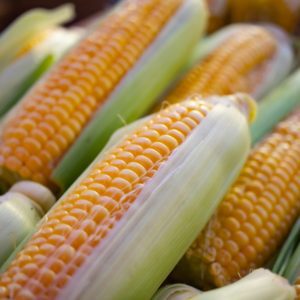 a close up of corn on the cob