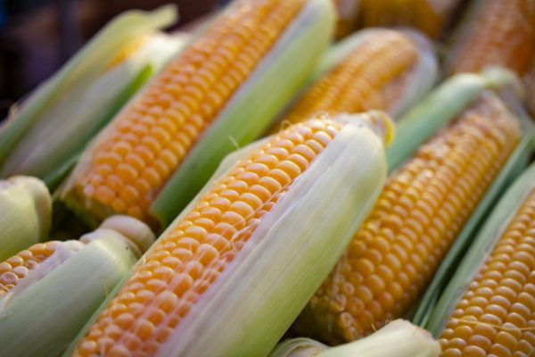 a close up of corn on the cob