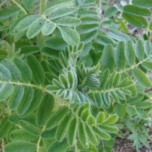 ASTRAGALUS (astragale)