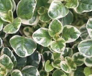 ORIGAN VARIEGATA