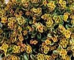 THYM CITRON PANACHE BIO