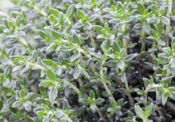 THYM ORANGE – Image 1
