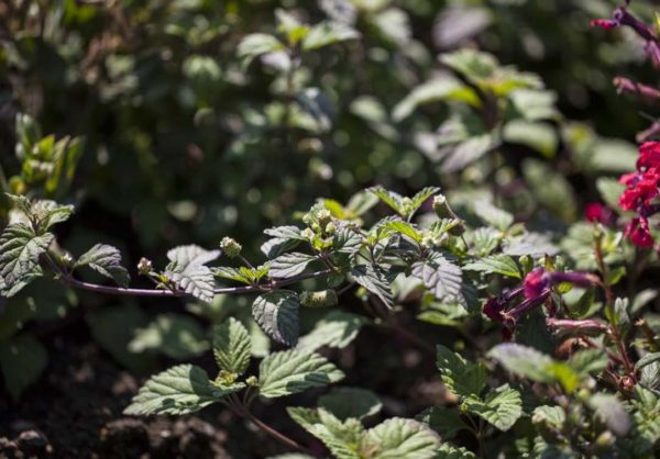 PLANTE SUCREE DES AZTEQUES – Image 1