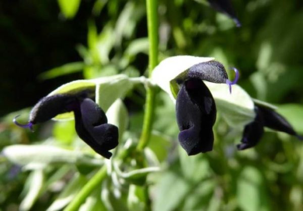 SAUGE CASSIS – Image 1