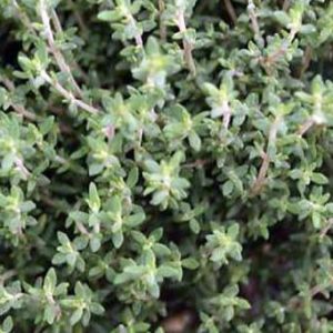 THYM GINGER BIO