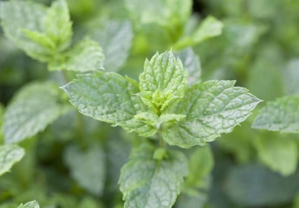 MENTHE MAROCAINE – Image 1