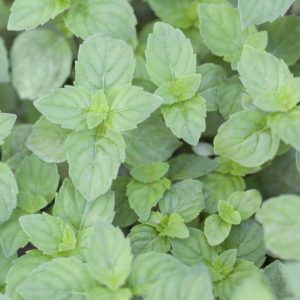 MENTHE GINGEMBRE