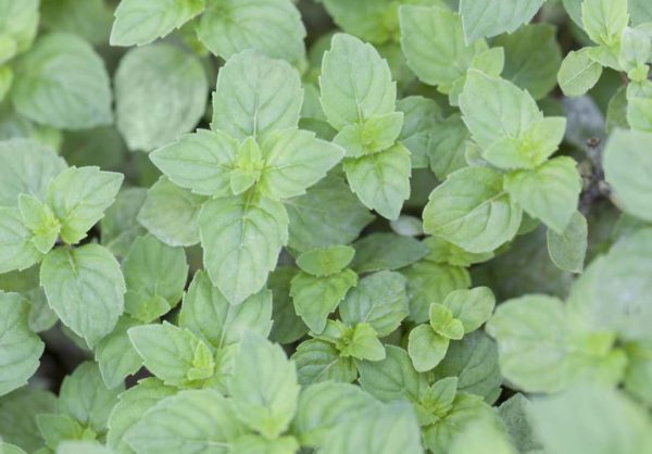 MENTHE GINGEMBRE – Image 1