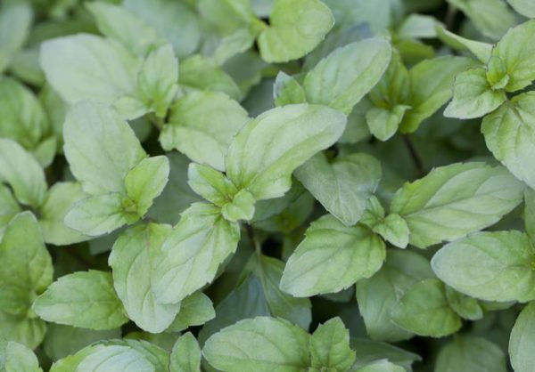 MENTHE BASILIC – Image 1