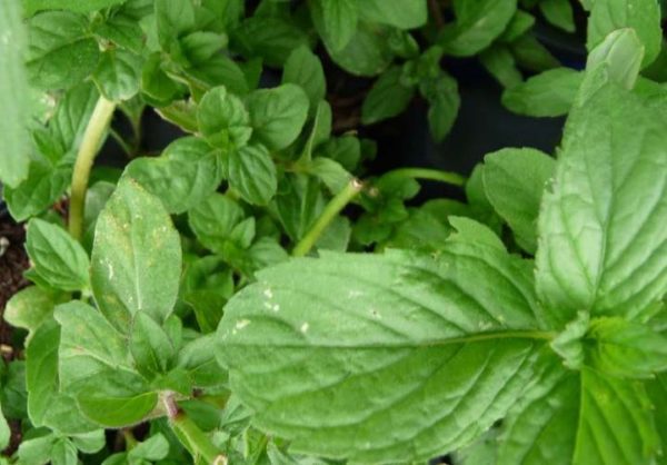 MENTHE JAPONAISE – Image 1
