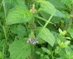 MENTHE FIGUE
