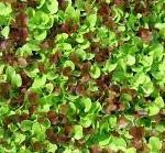 SALADE A TONDRE CONFETTI