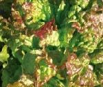 SALADE A TONDRE D'AMERIQUE BIO