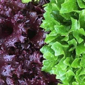 BATAVIA ROUGE ET VERTE BIO