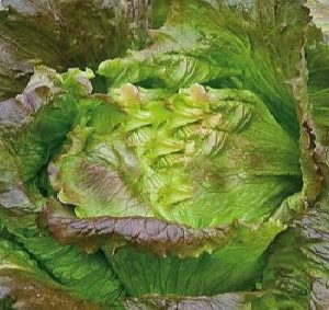 BATAVIA ROUGE BIO
