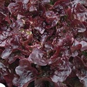 SALADE FEUILLE DE CHÊNE ROUGE BIO