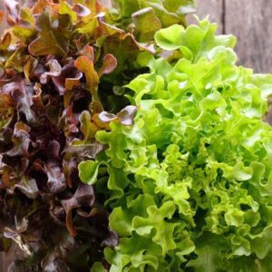 SALADE FEUILLE DE CHÊNE ROUGE ET VERTE BIO