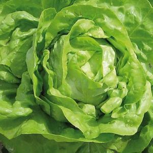 SALADE POMMEE VERTE