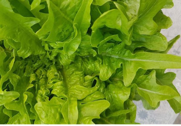 SALADE FEUILLE D'ERABLE VERTE – Image 1
