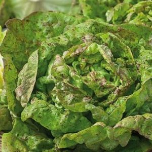 SALADE PANACHEE D'HIVER BIO