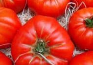 MARMANDE ROUGE – Image 2