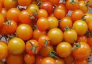 COCKTAIL ORANGE – Image 2