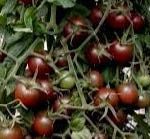 BLACK CHERRY DE SEMIS